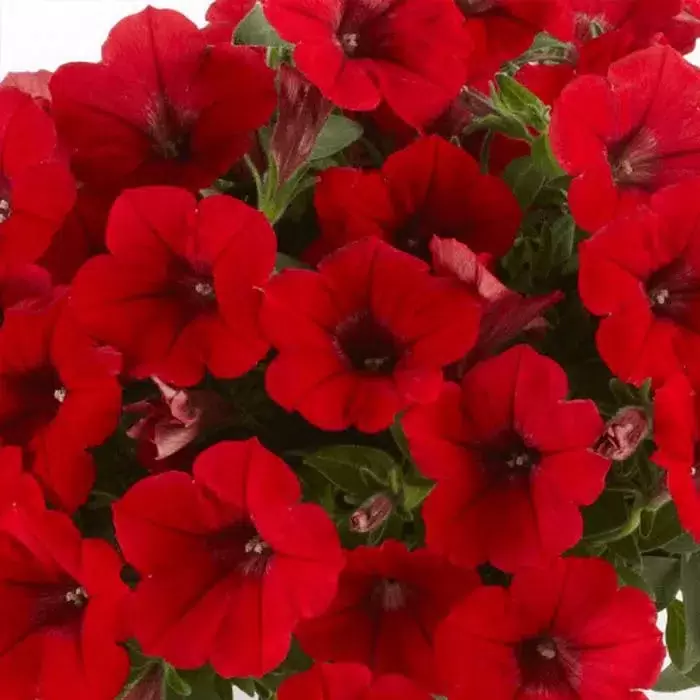 Сурфиния Дип Ред